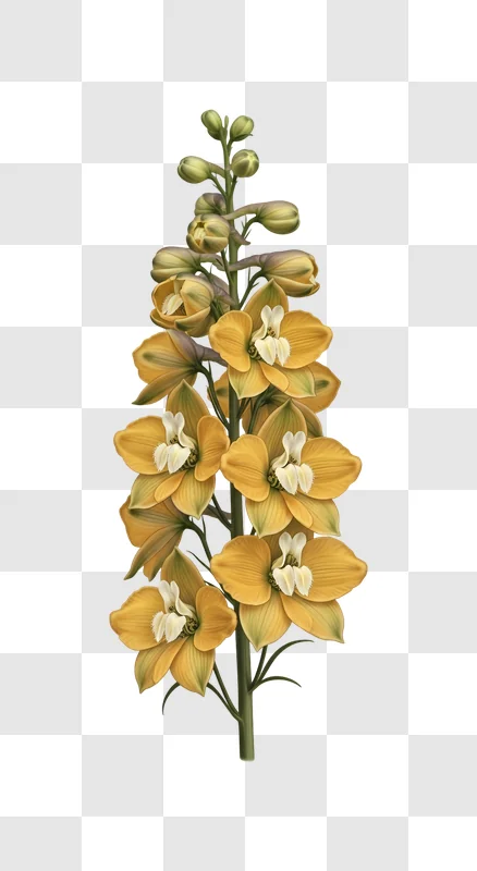 tall yellow gold flower stalk isolated edited