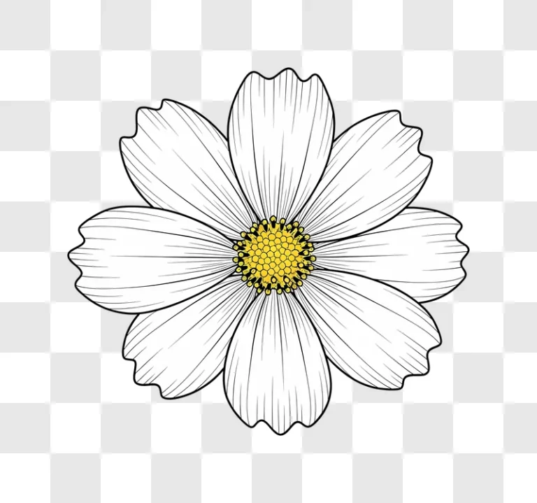 white cosmos flower with yellow center edited
