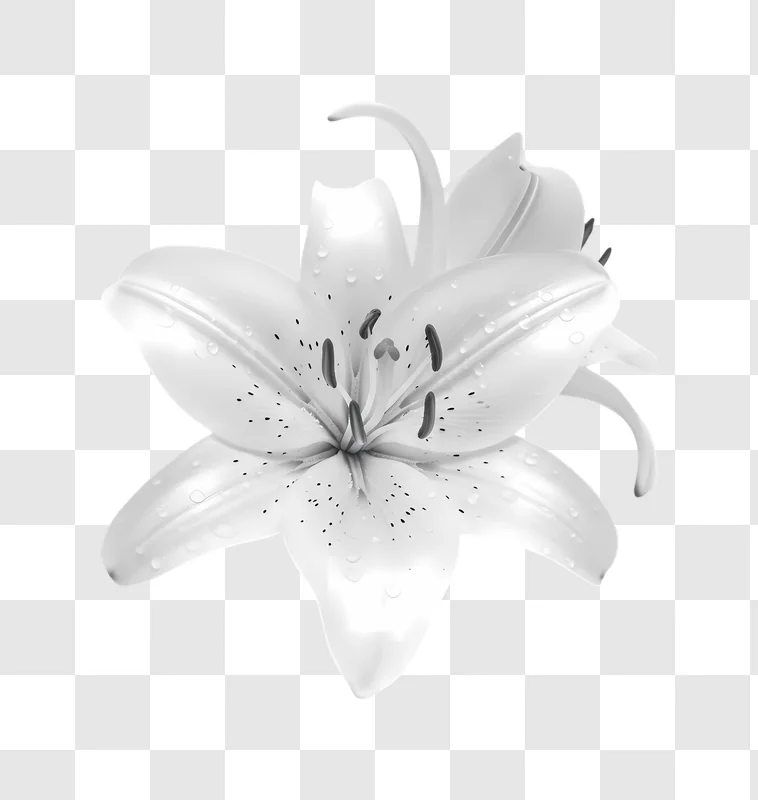 white lily flower with water droplets isolated