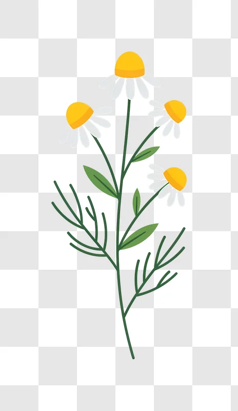 daisies with green stems