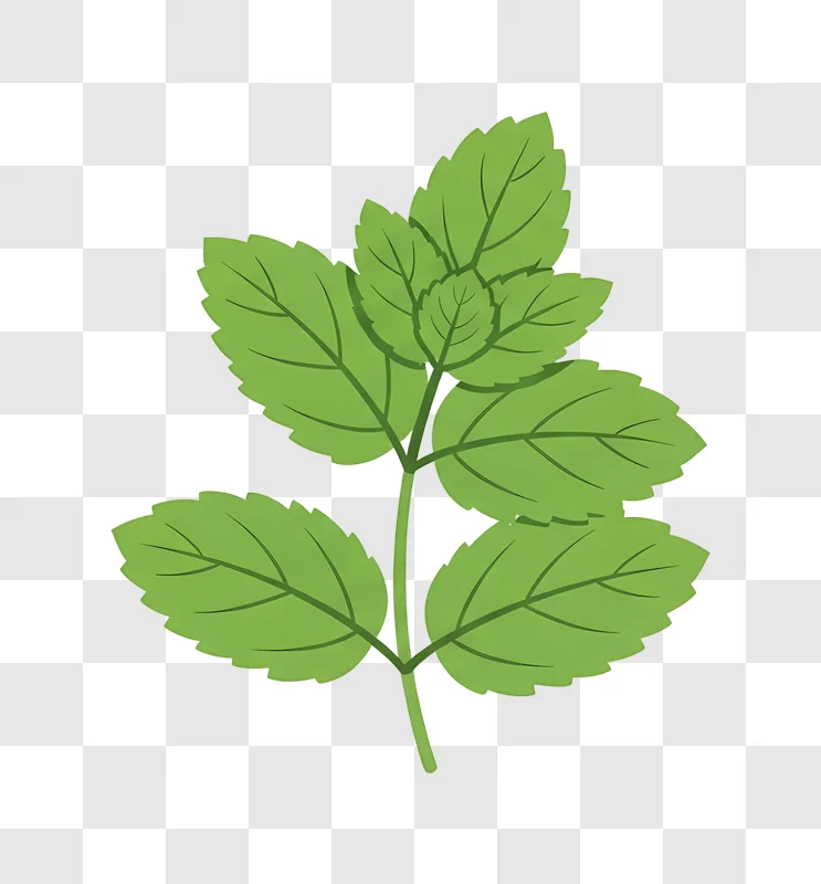fresh green mint leaves vector illustration