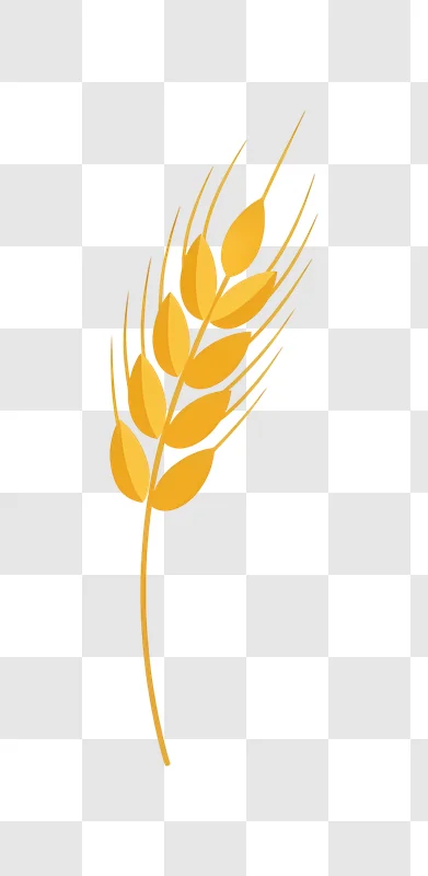 golden wheat stalk illustration with solid background