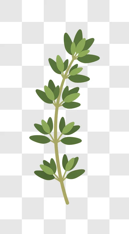 green branch with oval leaves