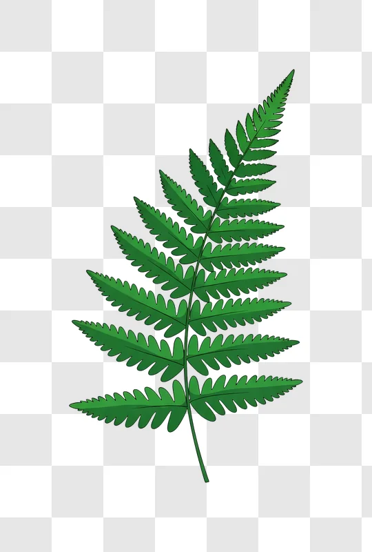 green fern leaf on dark