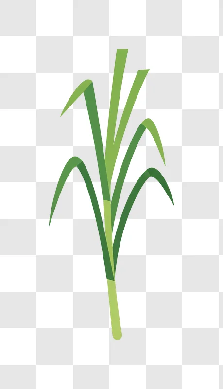 green leek stalks simple vector illustration