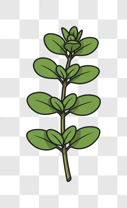 green oregano herb plant illustration