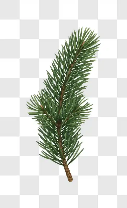 green pine branch with detailed needles