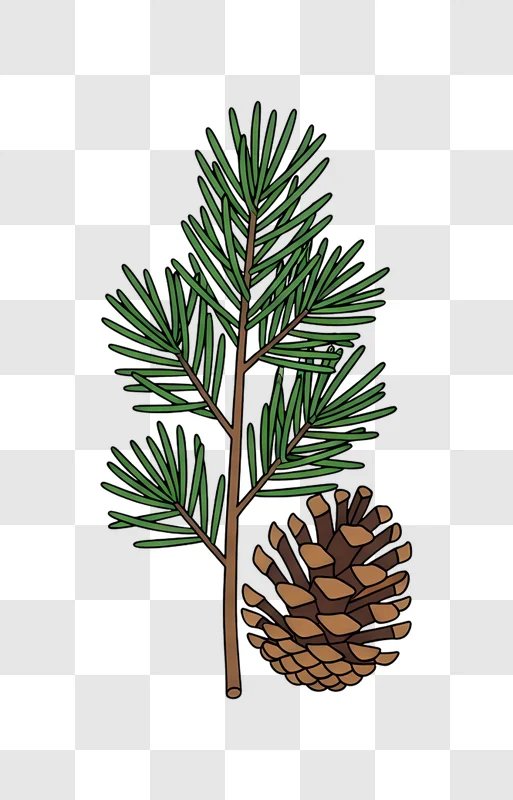 illustrated pine branch with cone on black