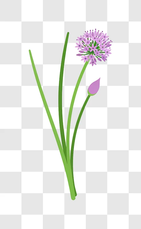 purple allium flower and bud isolated on green background