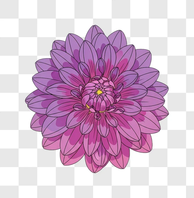 purple dahlia flower blooming center