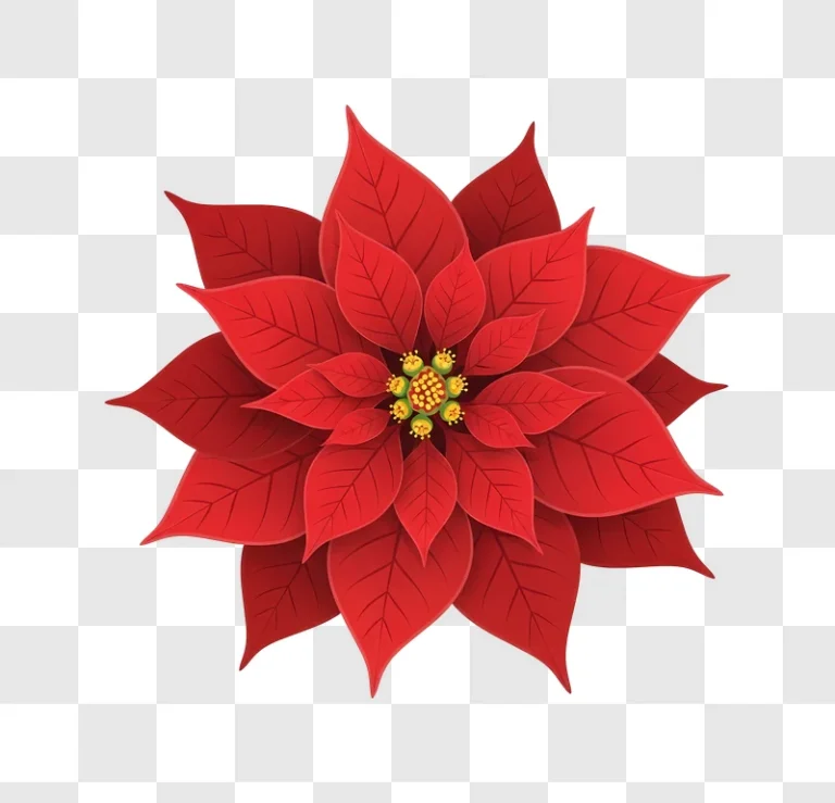 red poinsettia flower with yellow center