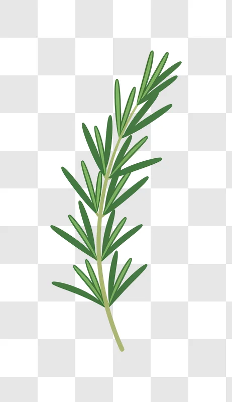 rosemary herb sprig close up