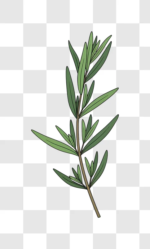 simple olive branch illustration on black