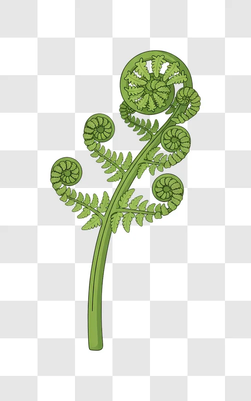stylized green fern frond unfurling