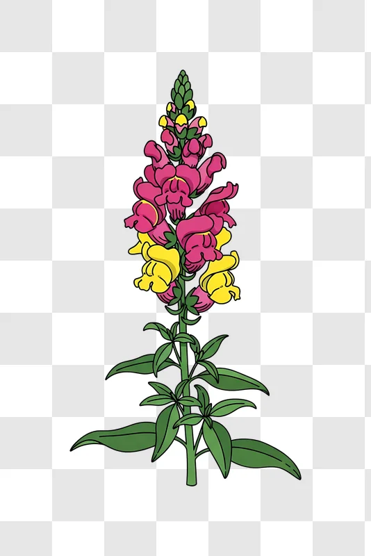 vibrant pink yellow snapdragon flower isolated