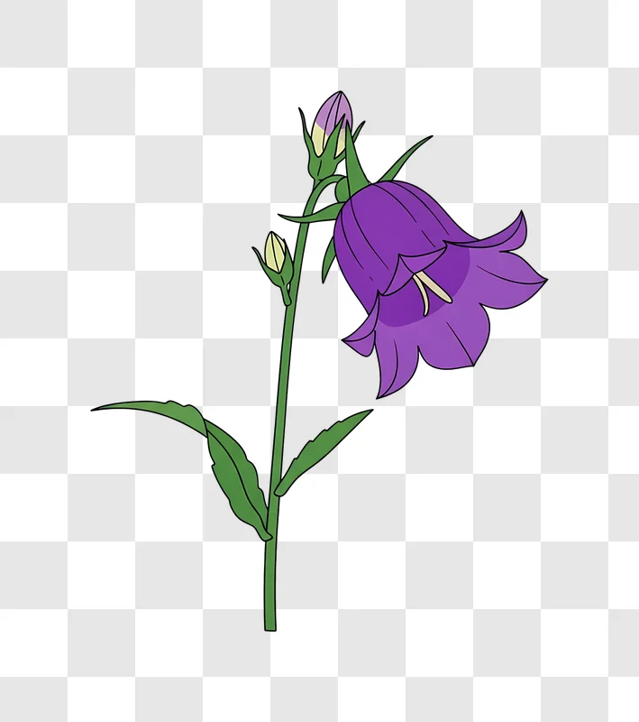 vibrant purple bellflower cartoon illustration