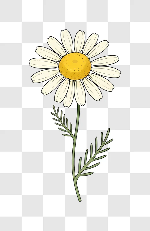 close up daisy flower with green stem