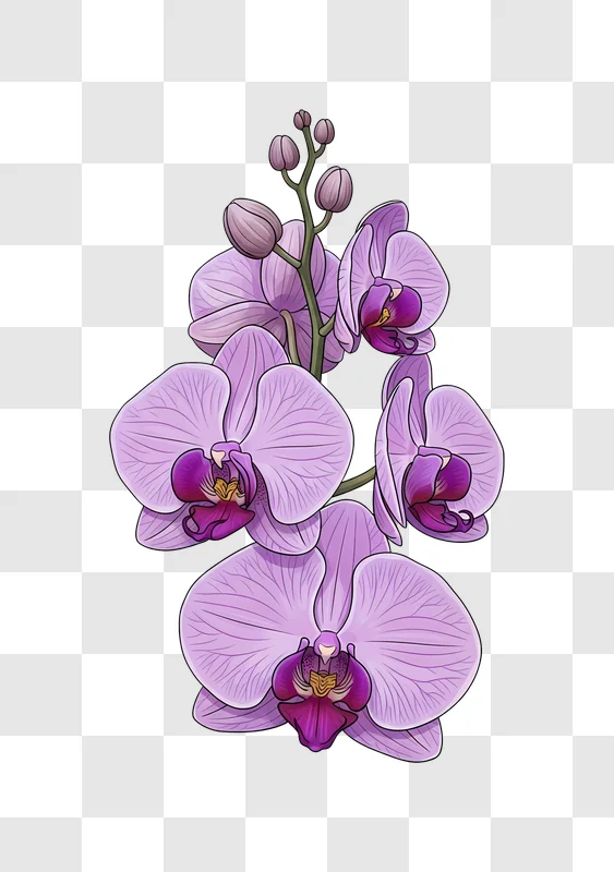 purple orchid flowers and buds illustration