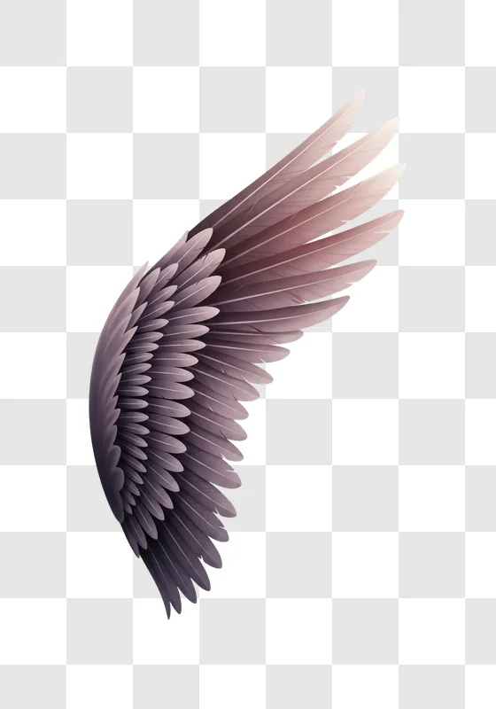 bird wing feathers isolated closeup