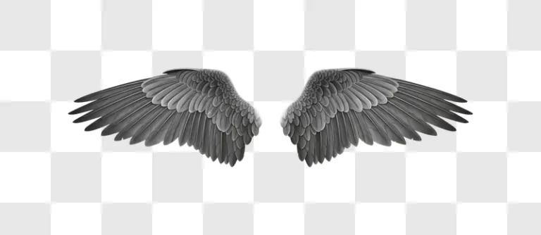 bird wings spread wide open