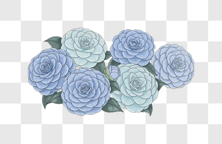 blue roses isolated on white