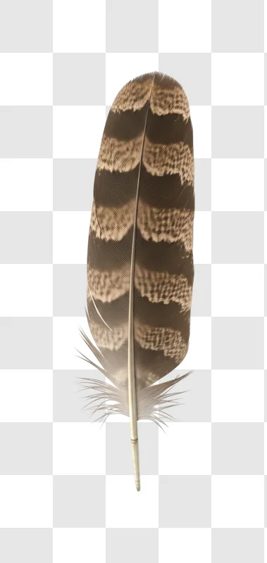 brown and beige bird feather closeup