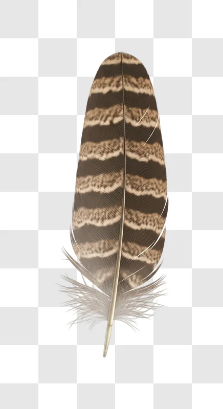 brown and white bird feather detail