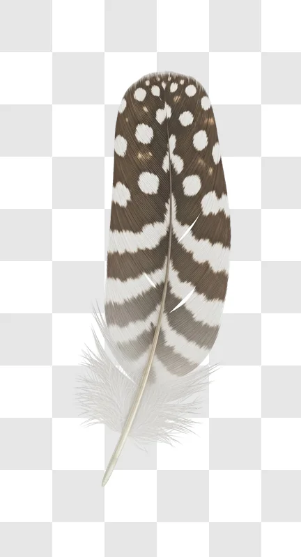 brown and white spotted bird feather