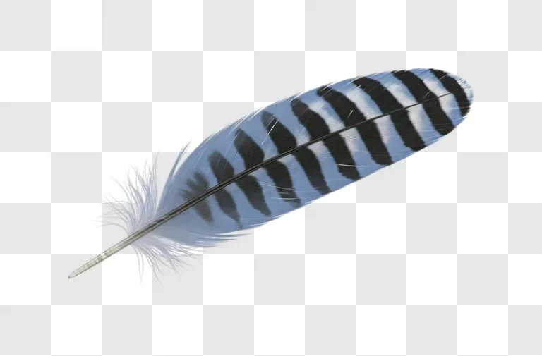 close up of blue feather details