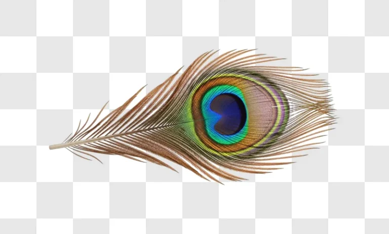 closeup of a colorful peacock feather