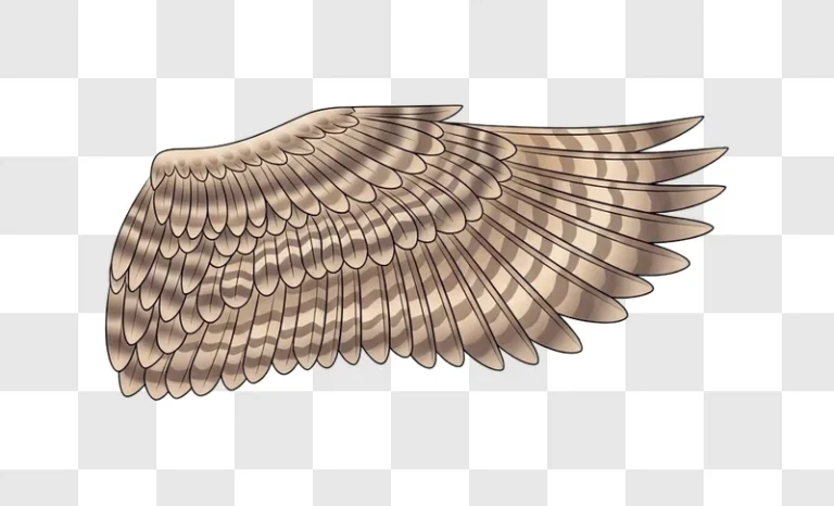 closeup of bird wing feathers