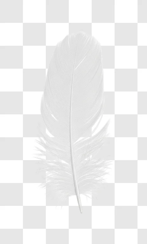 delicate fluffy white bird feather isolated