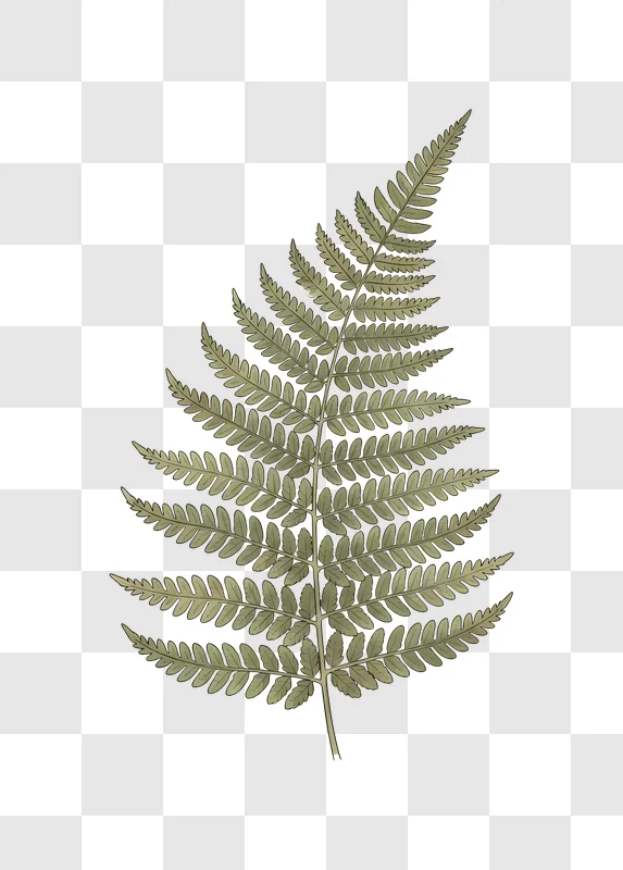 detailed fern frond