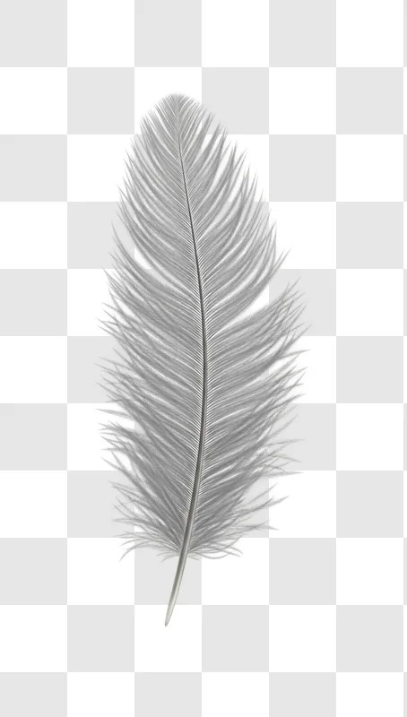 detailed view of a single feather