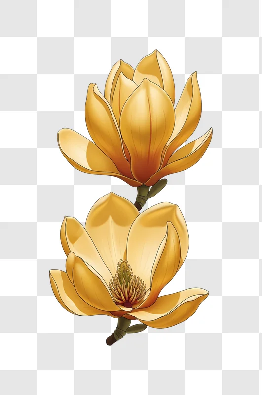golden magnolia flower closeup view