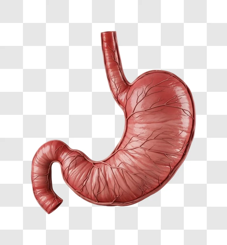 human stomach anatomy organ