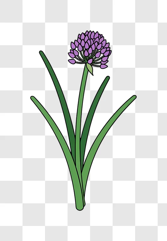 purple allium flower with green stems