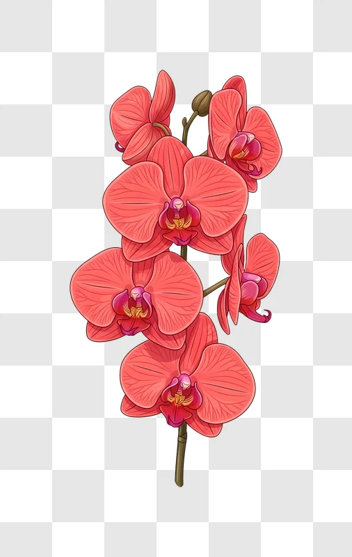 vibrant coral orchid blooms on stem