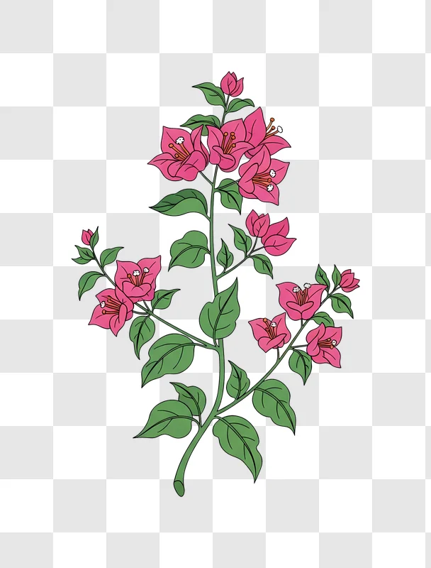 pink bougainvillea flowers with green leaves