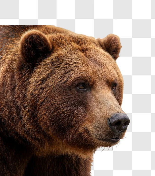 Brown Bear Profile Facing Right Side realistic fur texture, dark eyes