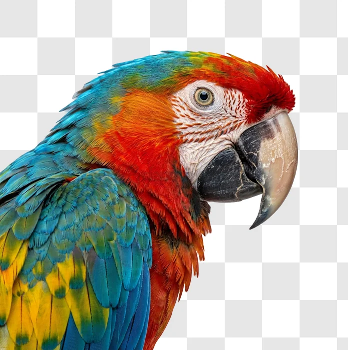 Colorful Parrot With Vibrant Feathers Closeup, red blue yellow plumage closeup