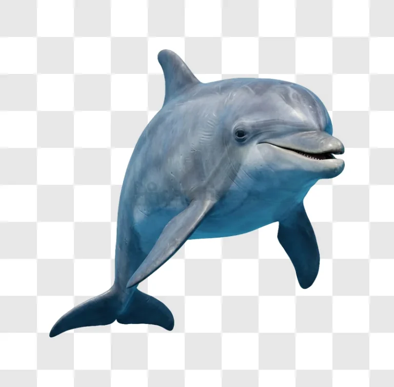 Dolphin Swimming Gracefully in Clear Water light blue transparent background