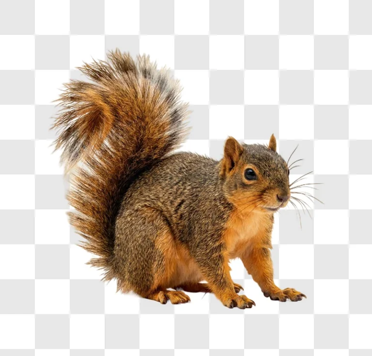 Fluffy Squirrel Standing brown fur transparent background