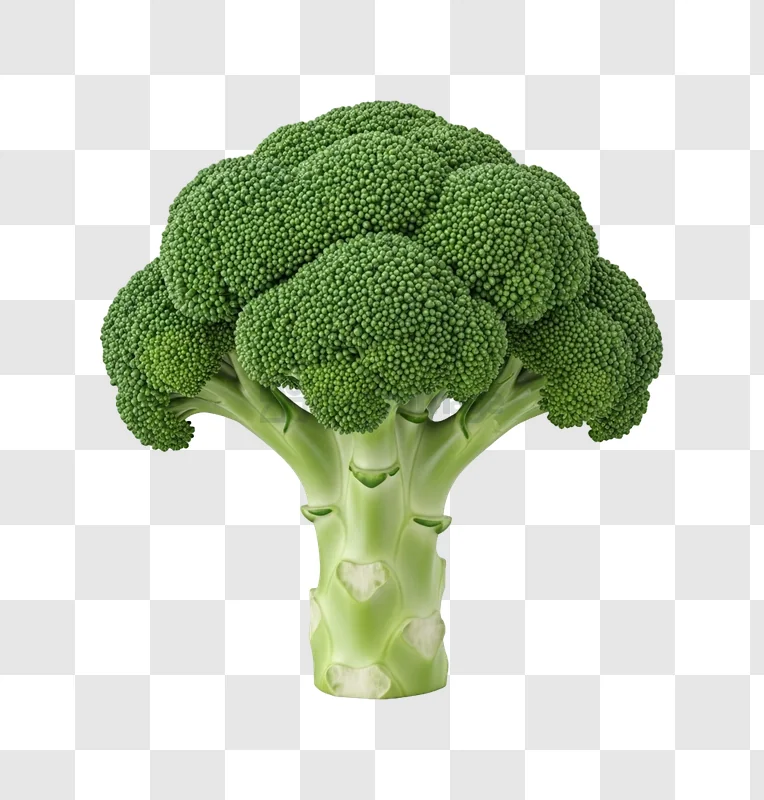 Fresh Green Broccoli Standing Against transparent background detailed florets