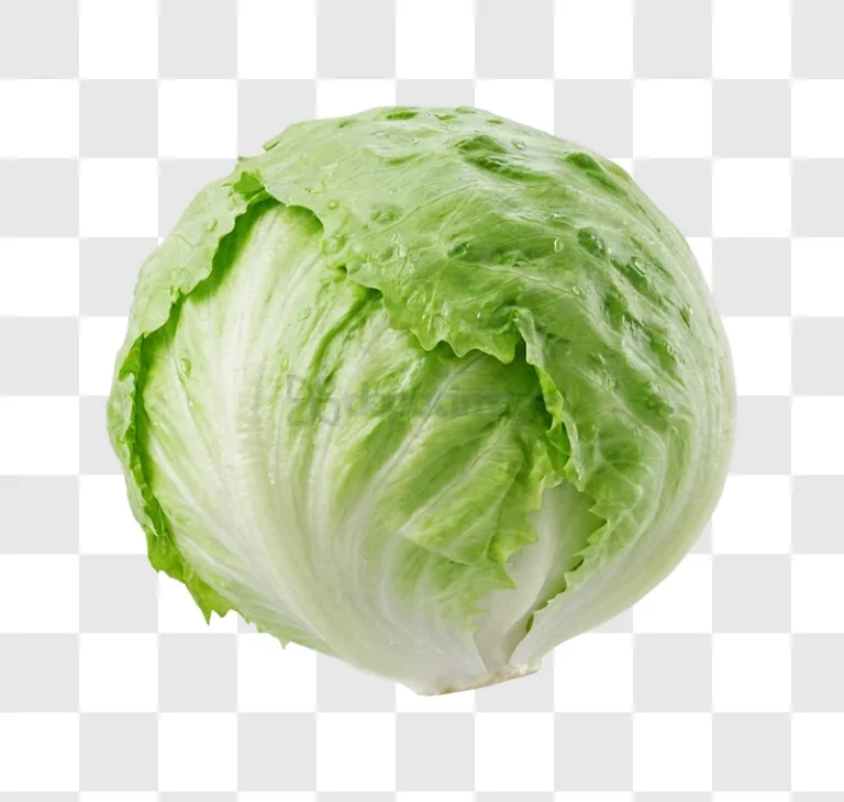 Fresh Green Lettuce With Dew Drops crisp green leaves water droplets