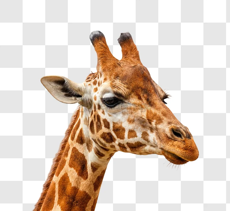 Giraffe Head Close up detailed brown orange black background
