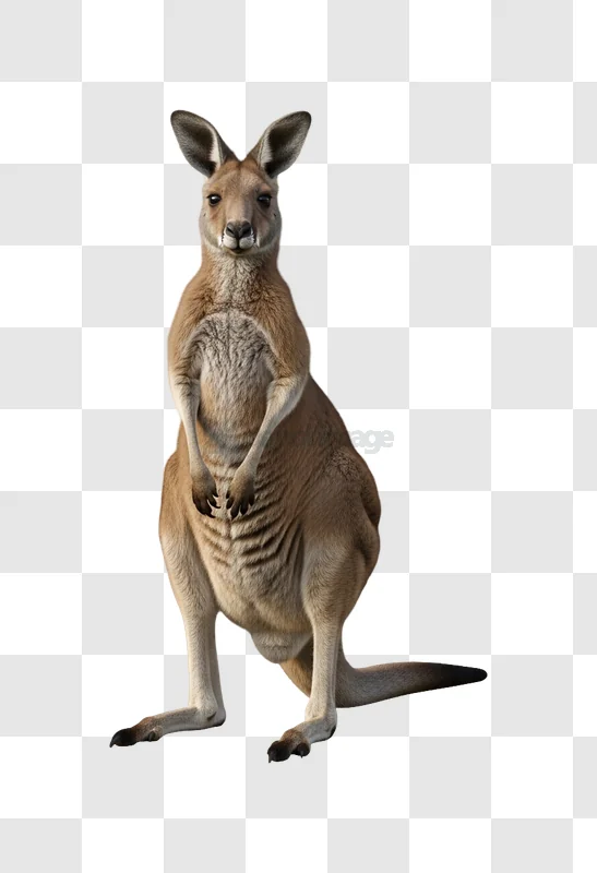 Kangaroo Standing Upright Against brown fur transparent background