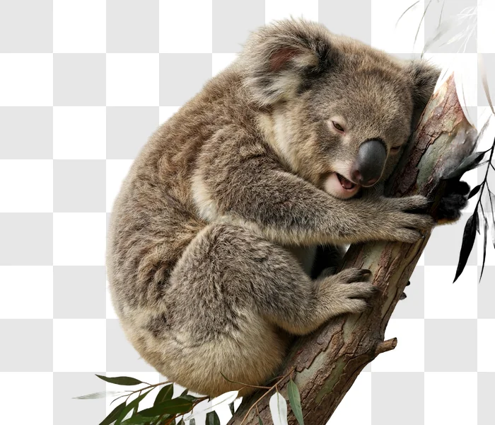 Koala Bear Resting on Tree Branch sleeping gray fur branch