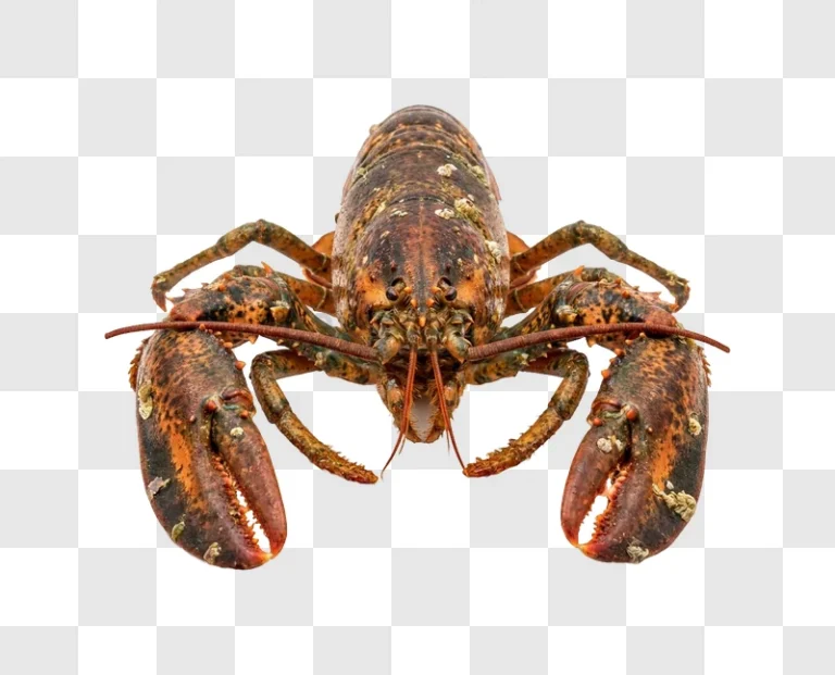 Lobster With Spotted Shell detailed orange brown transparent background