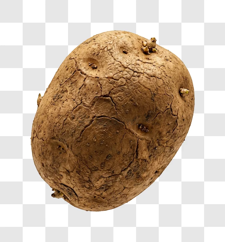 Rough Brown Potato With Sprouts detailed cracked skin, earthy tones, visible sprouts